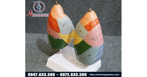 Mô hình giải phẫu phân thùy phổi