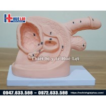 Mô hình sinh dục và thực hành đặt sonde tiểu nam