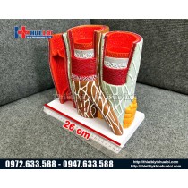 Mô hình cấu tạo thành mạch