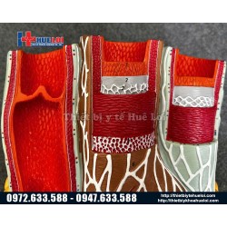 Mô hình cấu tạo thành mạch