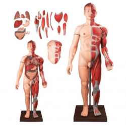 Mô hình giải phẫu hệ cơ và nội tạng 170cm
