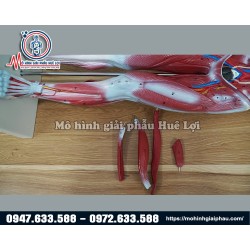 Mô hình giải phẫu cơ và nội tạng 78cm