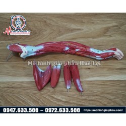 Mô hình giải phẫu cơ và nội tạng 78cm