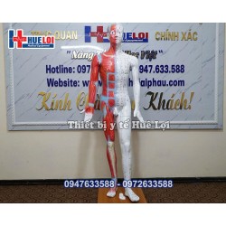 MÔ HÌNH HUYỆT VỊ CƠ THỂ NGƯỜI CAO 178CM