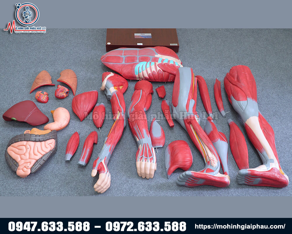 mô hình cơ và nội tạng bóc tách