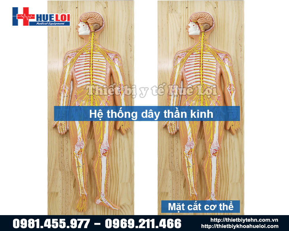 Mô hình giải phẫu hệ thần kinh người chi tiết