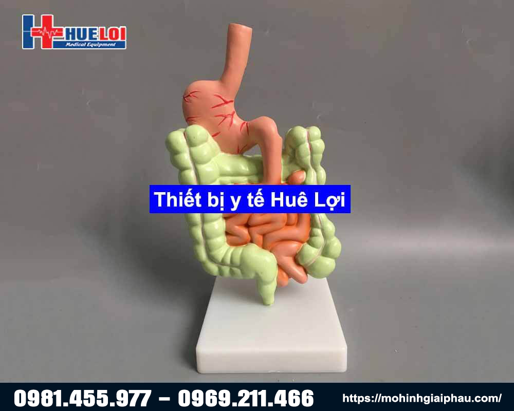 Mô hình giải phẫu hệ tiêu hóa 3D