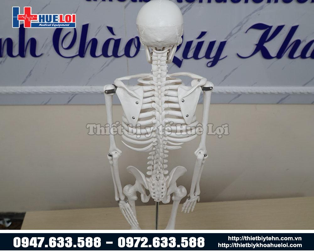 mô hình xương toàn thân