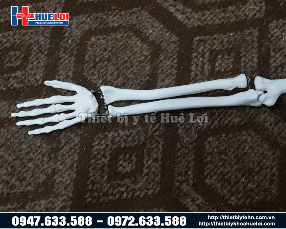 mô hình xương 85 cm